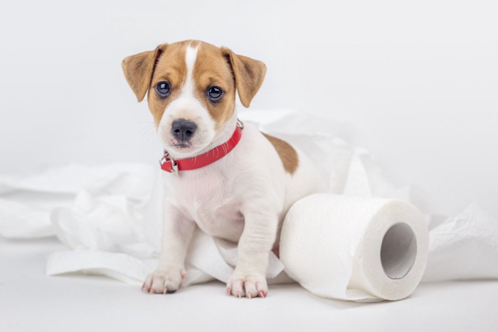 トイレットペーパーと子犬