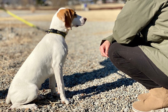 散歩中の犬との触れ合い