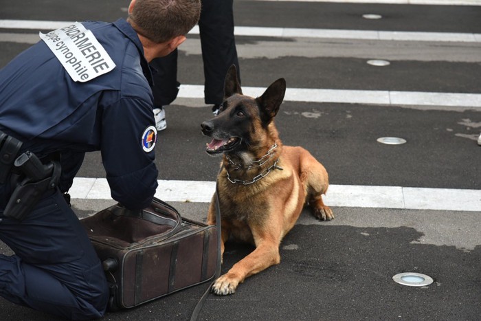 パートナーの指示を聞く警察犬