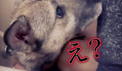 不思議そうなアッチャン