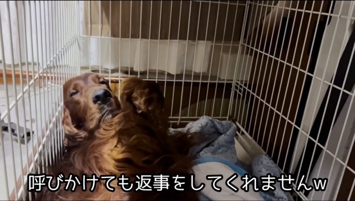 横になって虚ろな目でカメラを見つめるセッター犬