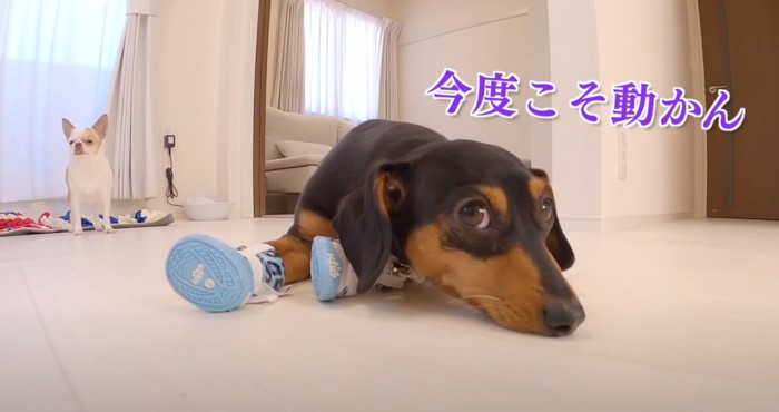 ふてくれされている犬