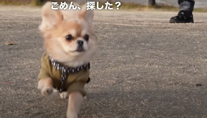 探した？という犬