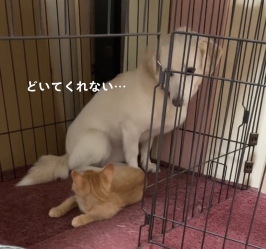 子猫のそばで困った顔をする犬