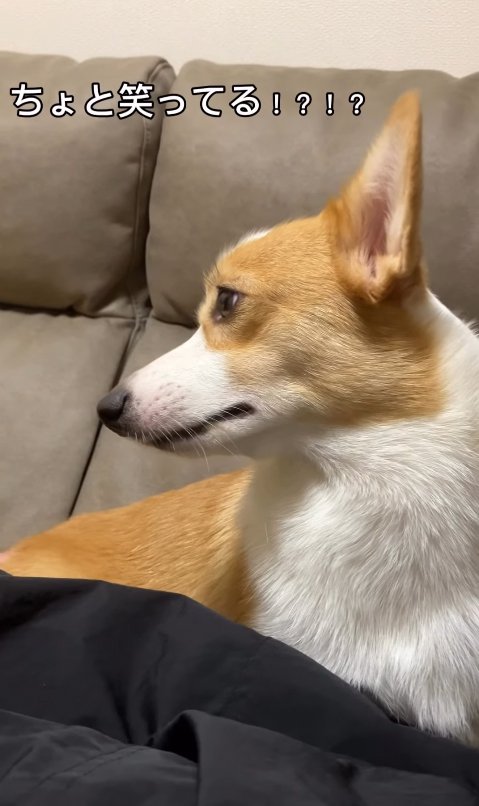 ほのかに笑うコーギー