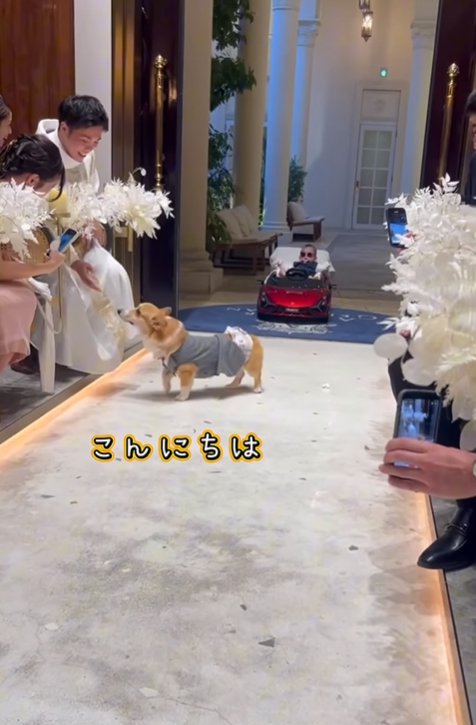 参列者へ挨拶する中型犬