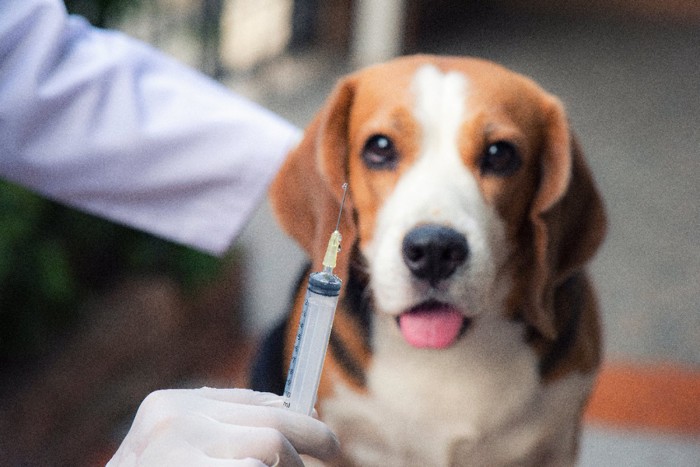 注射器と犬