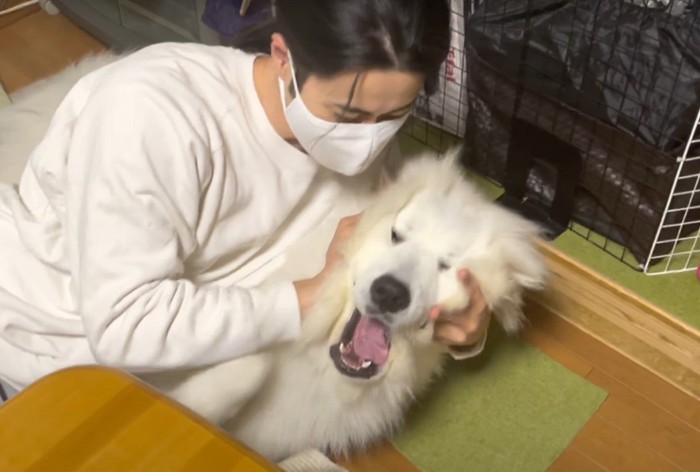 人に頭を抱えられる犬