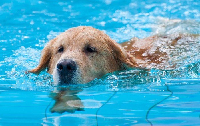 犬とプール