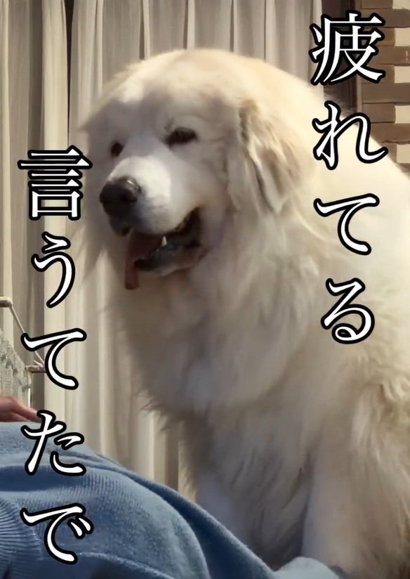 ママを見るシェリーちゃん