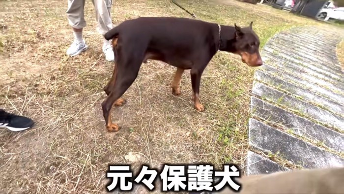 相談者さんの愛犬ジェイくん