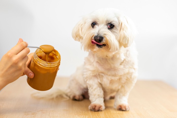 ピーナッツバターと犬