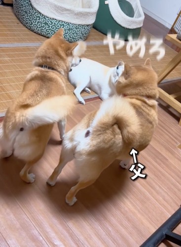 唸る柴犬