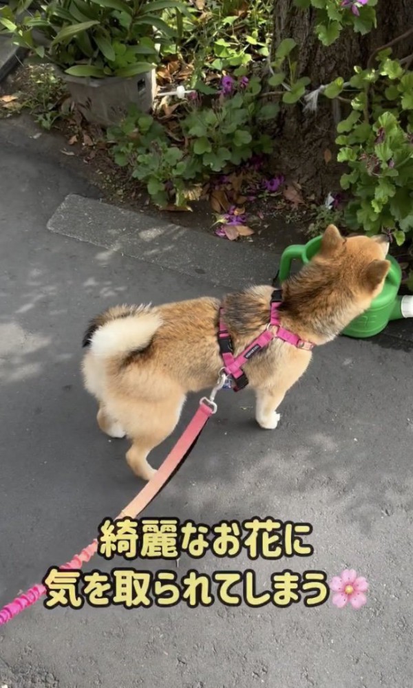クンクン