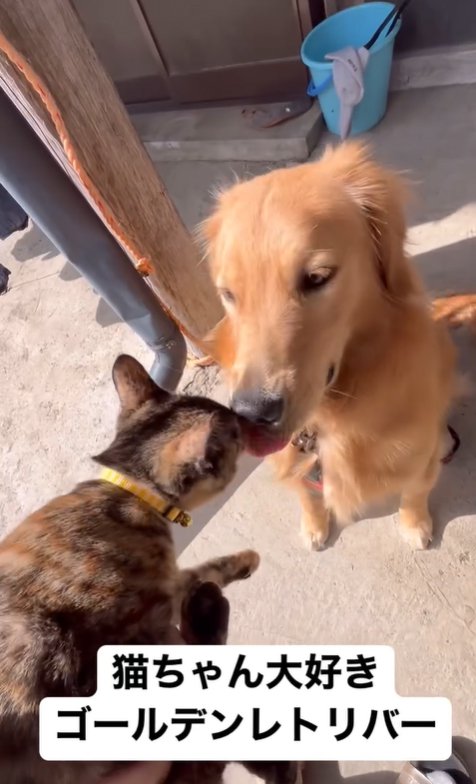 猫のことが大好きな大型犬