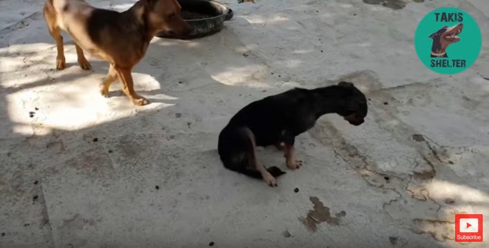 体重移動する犬