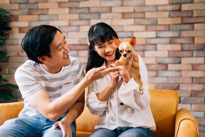男女のカップルとチワワ