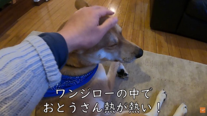 幸せそうに甘える姿にキュン♡