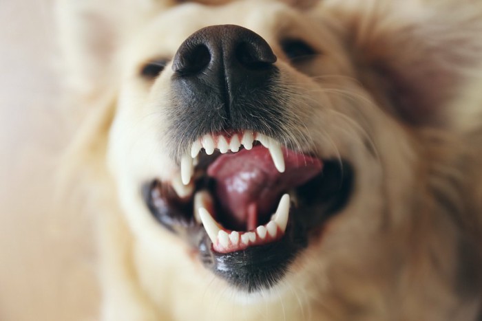 口を開けた犬の歯アップ