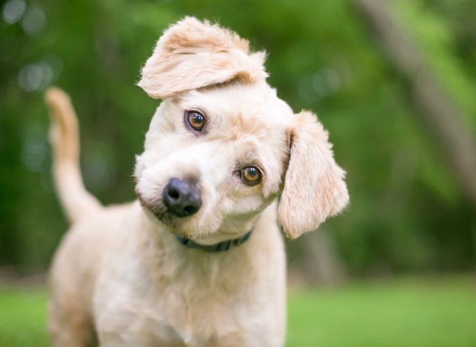 首を傾げる子犬