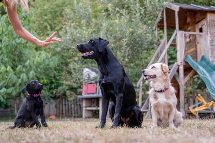 犬にジェスチャーを出す、子犬と成犬2匹