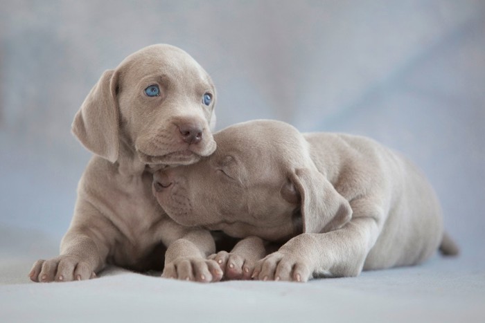 ワイマラナーの子犬