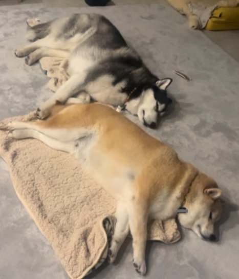 ハスキー