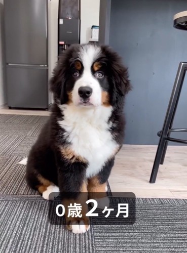 不思議そうな表情の子犬