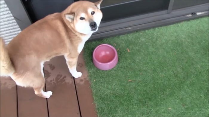 雨を嫌がるモモさん