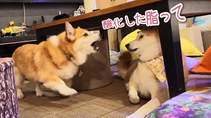 同居犬・スティーブくんに八つ当たり