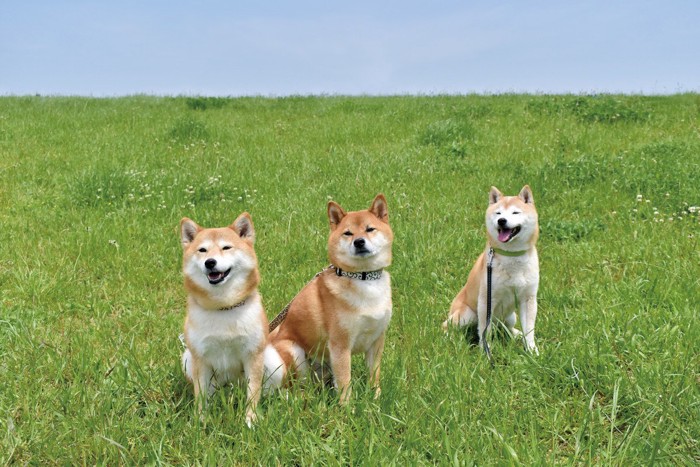 3匹の柴犬