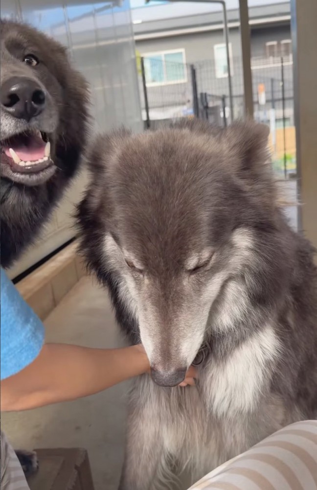 撫でられるウルフドッグ3