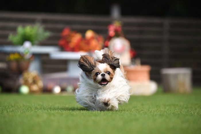 うれしそうに走るシーズー犬