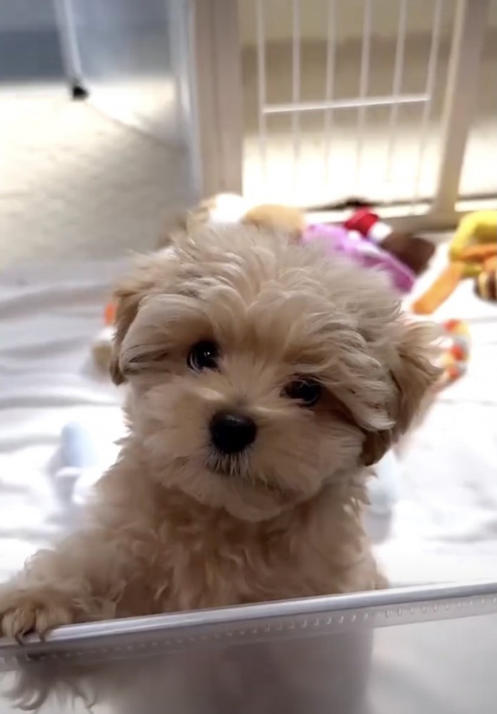 キラキラで、つぶらな瞳