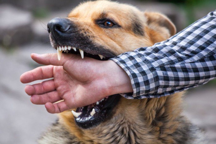 人の手を噛んでいる犬