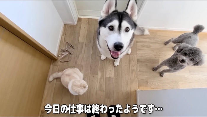 飼い主を見上げるハスキー犬とトイプードル