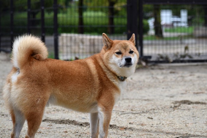 耳を左右に向ける柴犬