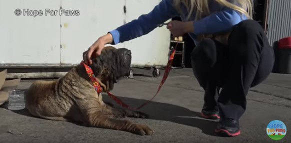 リードを受け入れる犬