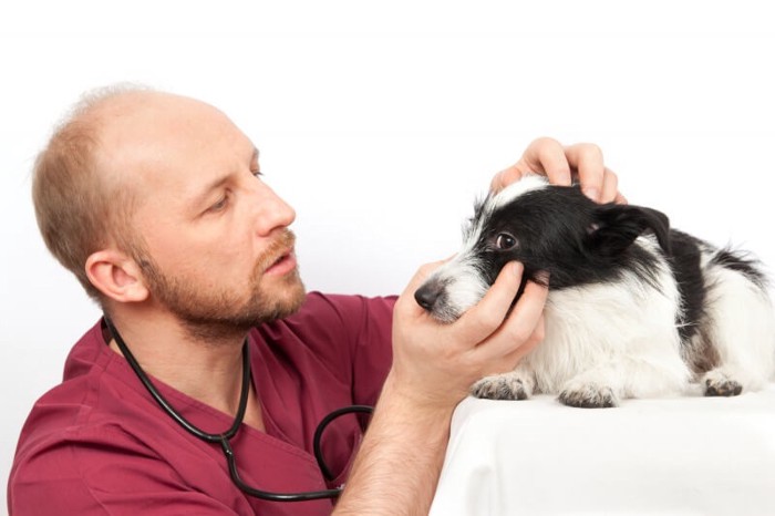 犬の目を樹にしている医師