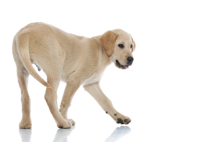 しっぽをさげて振る大型犬