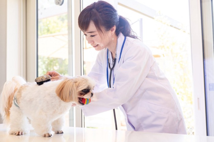 獣医師にブラッシングされている犬