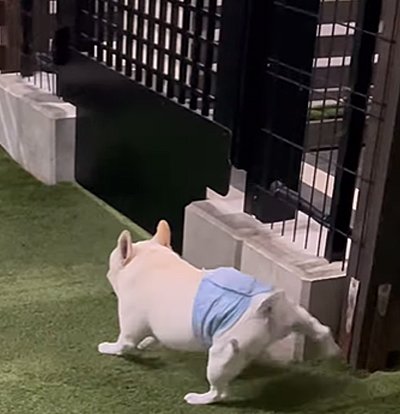 走りだそうとする犬
