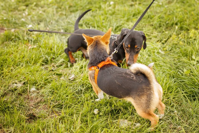 においをかぎ合う犬