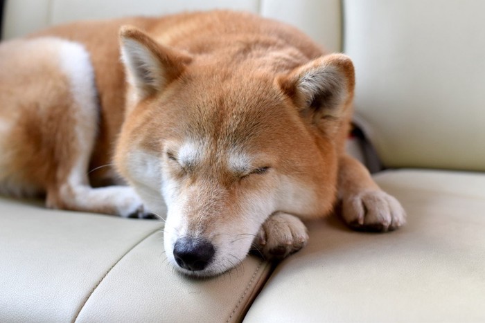 ソファーで寝ている柴犬