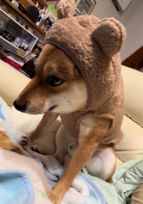 小さすぎてピチピチ！！