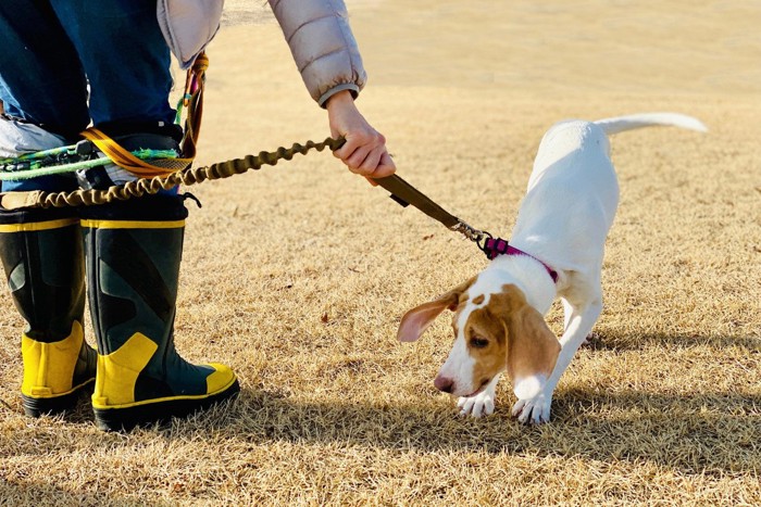 リードを引っ張る犬