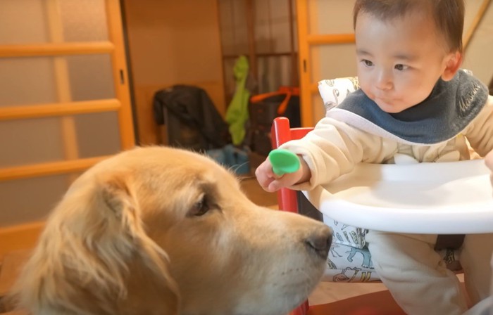 スプーンを犬に差し出す子供