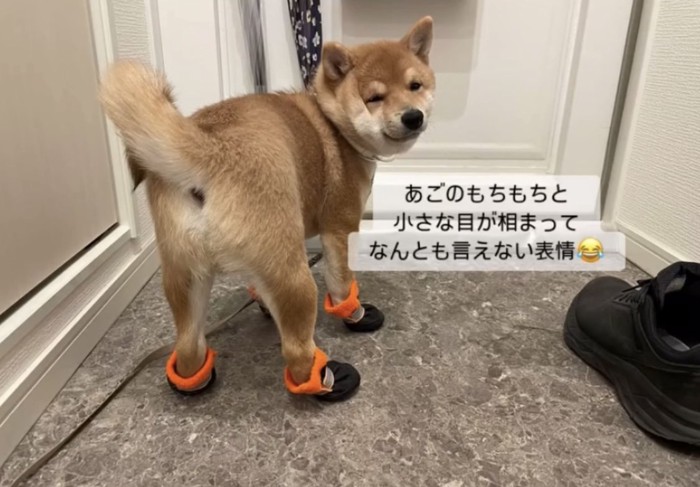 玄関で待機する犬