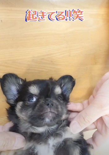 ナデナデをしっかりと満喫