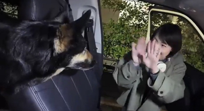 向き合う犬と人